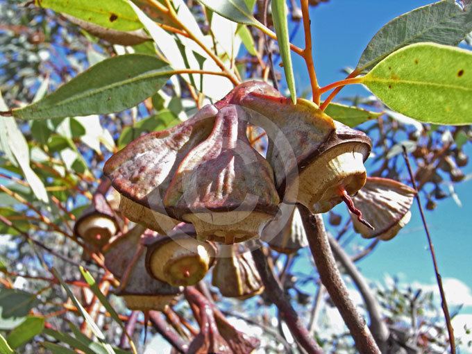 Eucalyptus pyriformis Eucalyptus pyriformis Pear Fruited Mallee information amp photos