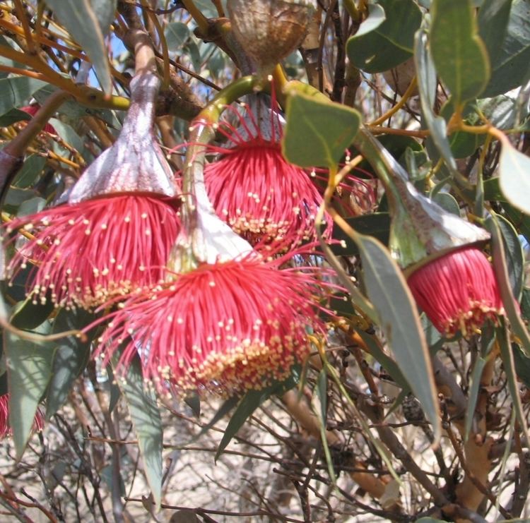 Eucalyptus pyriformis Eucalyptus pyriformis Pear Fruited Mallee Gardening With Angus