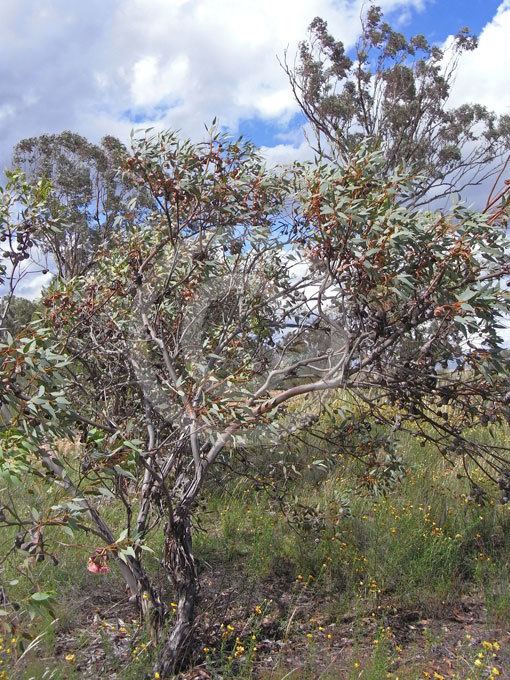 Eucalyptus pyriformis Eucalyptus pyriformis Pear Fruited Mallee information amp photos