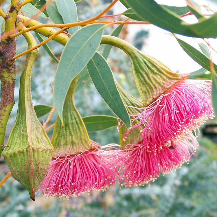 Eucalyptus pyriformis Australian Seed EUCALYPTUS pyriformis
