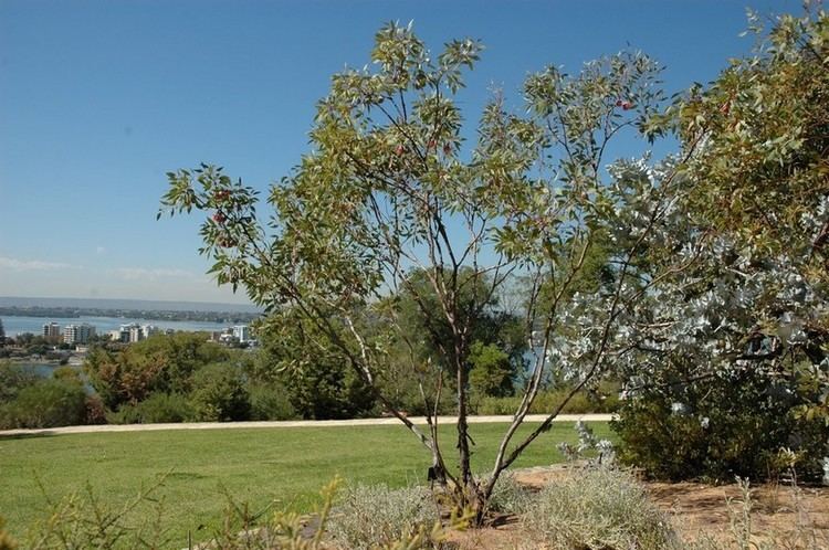 Eucalyptus pyriformis Botanic Gardens and Parks Authority October 2014