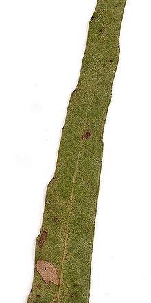 Eucalyptus quadrangulata httpsuploadwikimediaorgwikipediacommonsthu