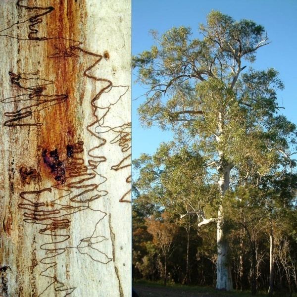 Eucalyptus racemosa Eucalyptus racemosa was Eucalyptus signata Noosa39s Native Plants