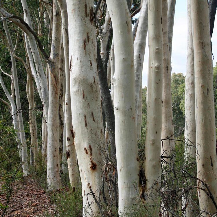 Eucalyptus racemosa Australian Seed EUCALYPTUS racemosa