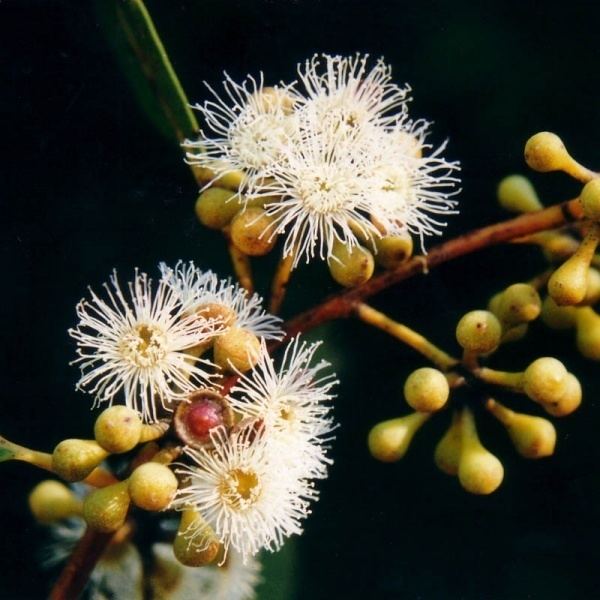 Eucalyptus racemosa noosasnativeplantscomauimagesphotos600x600Eu