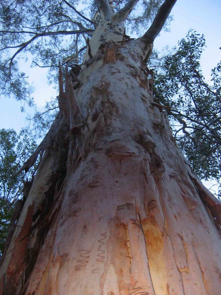 Eucalyptus racemosa Scribbly Gum Eucalyptus racemosa Mount Gravatt Environment Group