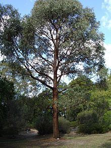 Eucalyptus radiata httpsuploadwikimediaorgwikipediacommonsthu