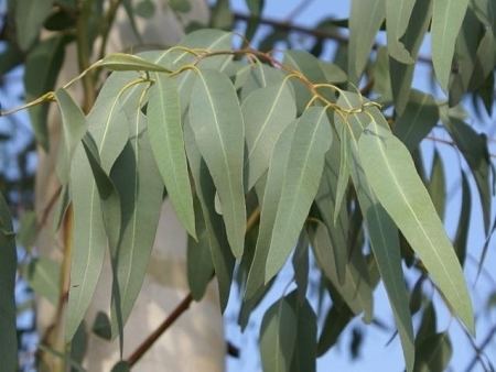 Eucalyptus radiata Eucalyptus Radiata essential oil wildcrafted