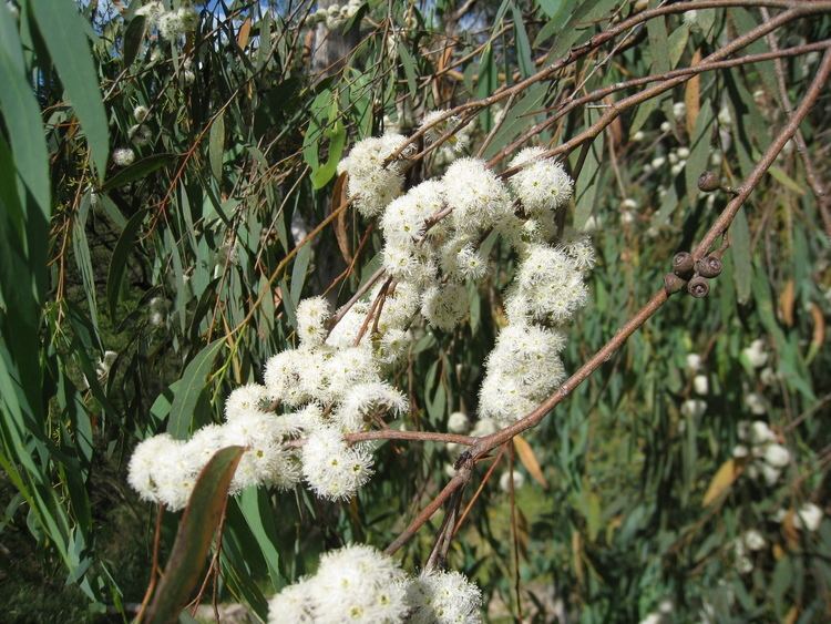 Eucalyptus radiata FileEucalyptus radiata flowers 1jpg Wikimedia Commons