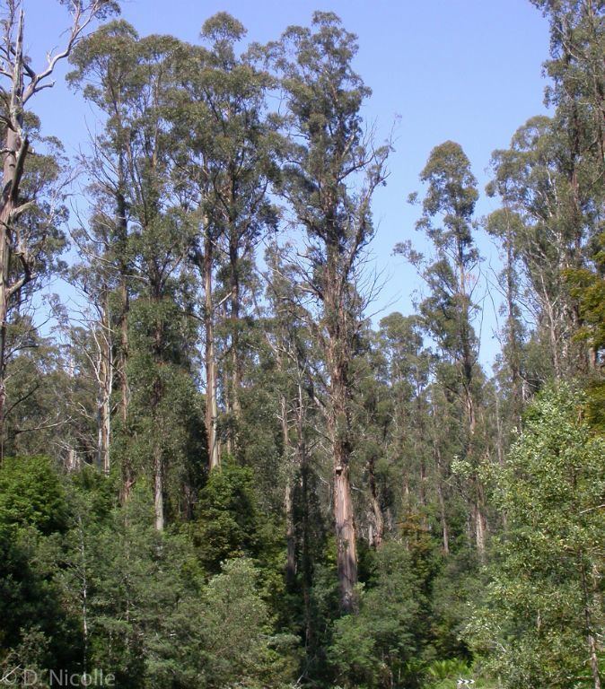 Eucalyptus regnans Eucalyptus regnans