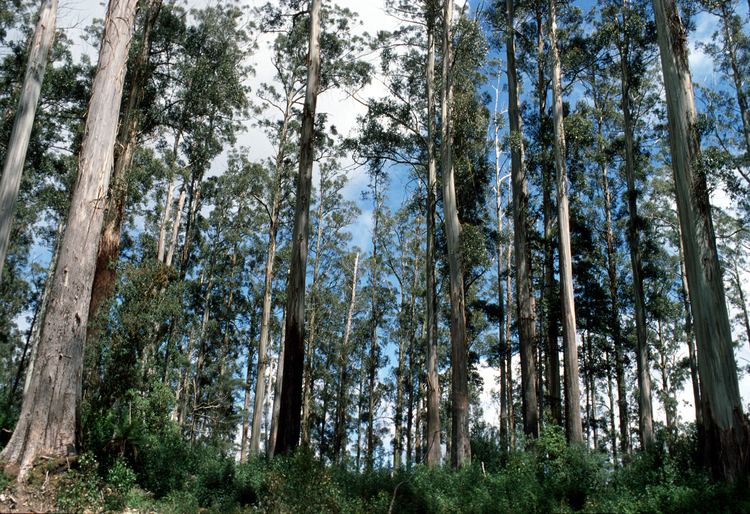 Eucalyptus regnans Mountain Ash Eucalyptus regna CSIRO Science Image CSIRO Science