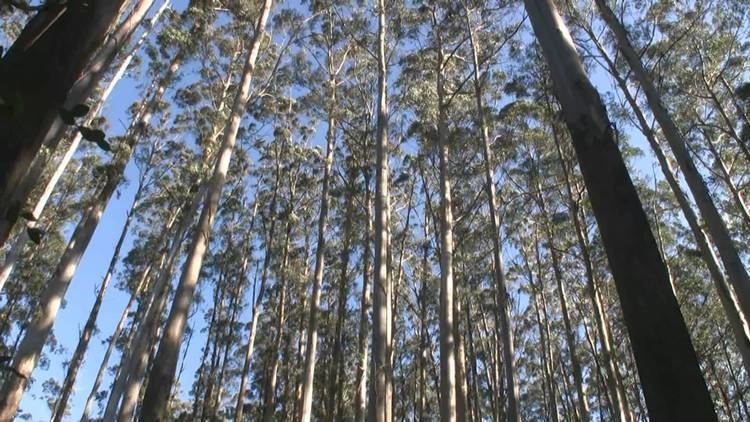 Eucalyptus regnans Mountain Ash Eucalyptus Regnans YouTube