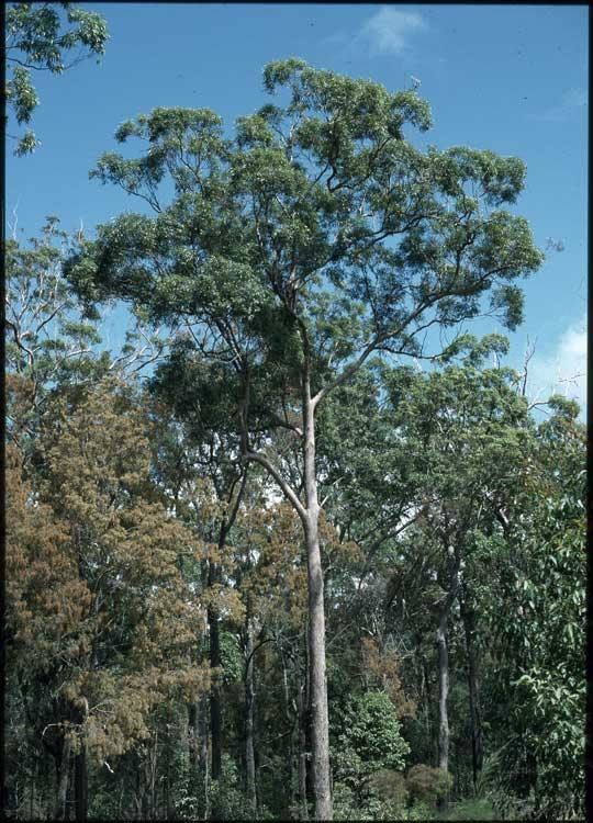 Eucalyptus resinifera Eucalyptus resinifera Images Useful Tropical Plants