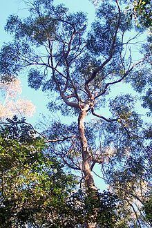 Eucalyptus resinifera httpsuploadwikimediaorgwikipediacommonsthu