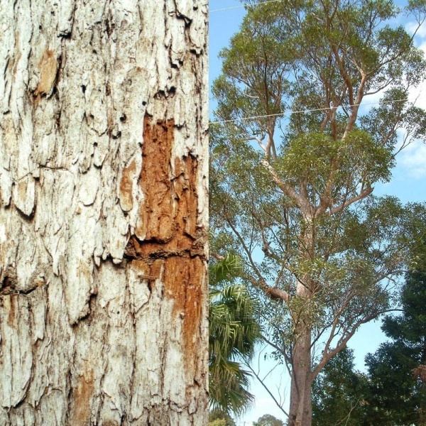 Eucalyptus resinifera Eucalyptus resinifera Noosa39s Native Plants