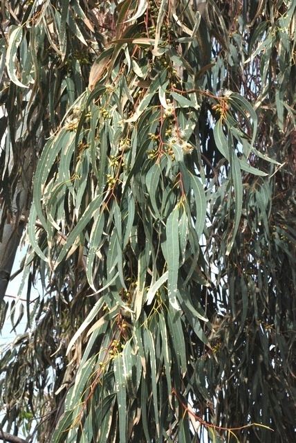 Eucalyptus resinifera Eucalyptus resinifera Biopix photoimage 55342