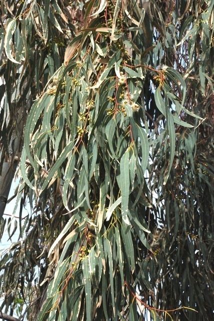 Eucalyptus resinifera - Alchetron, The Free Social Encyclopedia