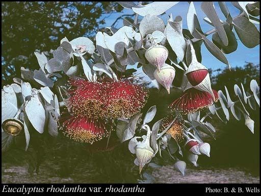 Eucalyptus rhodantha httpsflorabasedpawwagovausciencetimage14