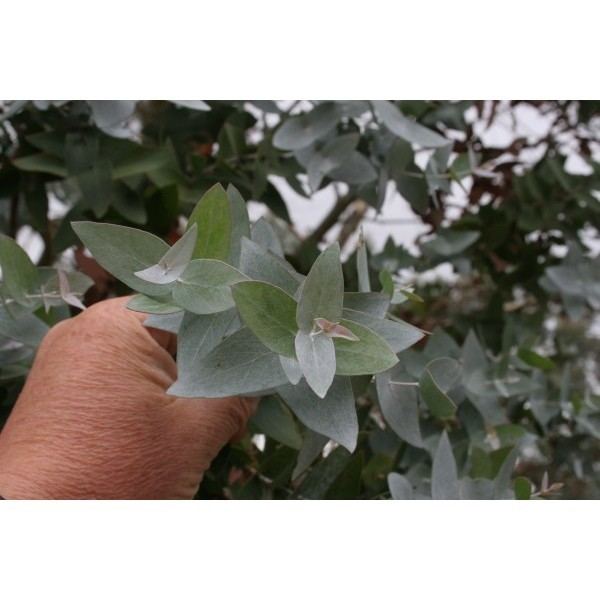 Eucalyptus risdonii Eucalyptus risdonii is a small tree with highly fragrant foliage