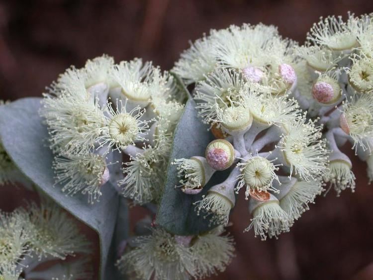 Eucalyptus risdonii httpswwwnaturalvaluesatlastasgovaudownload