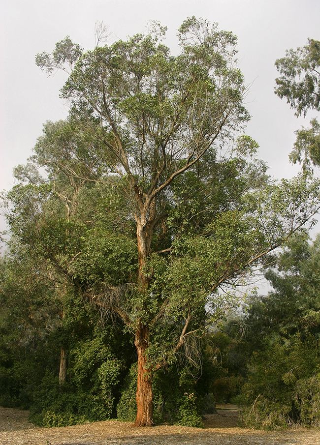 Eucalyptus robusta UFEI SelecTree A Tree Selection Guide