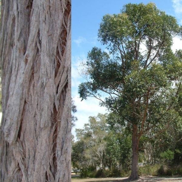 Eucalyptus robusta Eucalyptus robusta Noosa39s Native Plants
