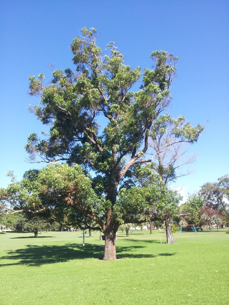 Eucalyptus robusta FileEucalyptus robusta robson1jpg Wikimedia Commons