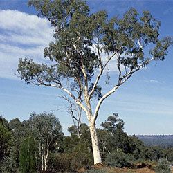 Eucalyptus rossii Eucalyptus rossii Growing Native Plants