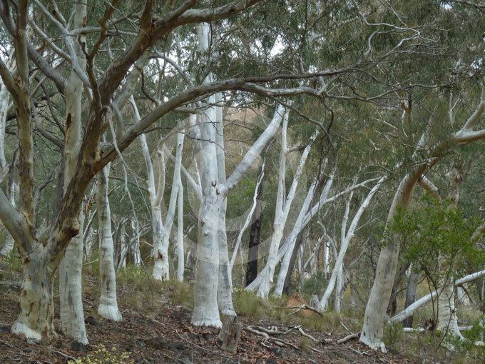 Eucalyptus rossii Eucalyptus rossii Scribbly Gum White Gum information amp photos