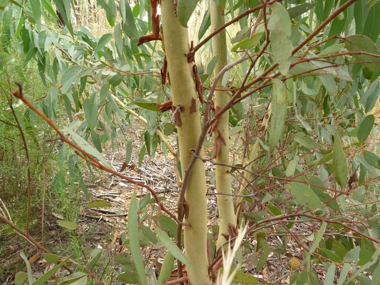 Eucalyptus rossii FileEucalyptus rossii 2jpg Wikimedia Commons