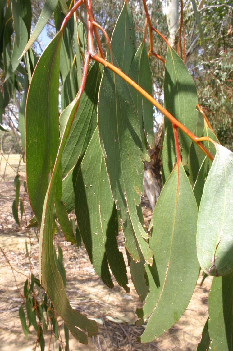 Eucalyptus rubida Candlebark 39Eucalyptus rubida39 Canberra Trees a local39s guide