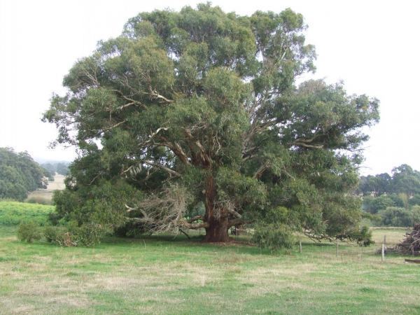 Eucalyptus rubida Tree Register National Register of Big Trees