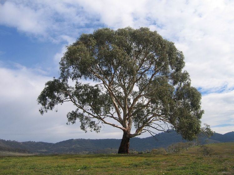 Eucalyptus rubida httpsuploadwikimediaorgwikipediacommonsthu