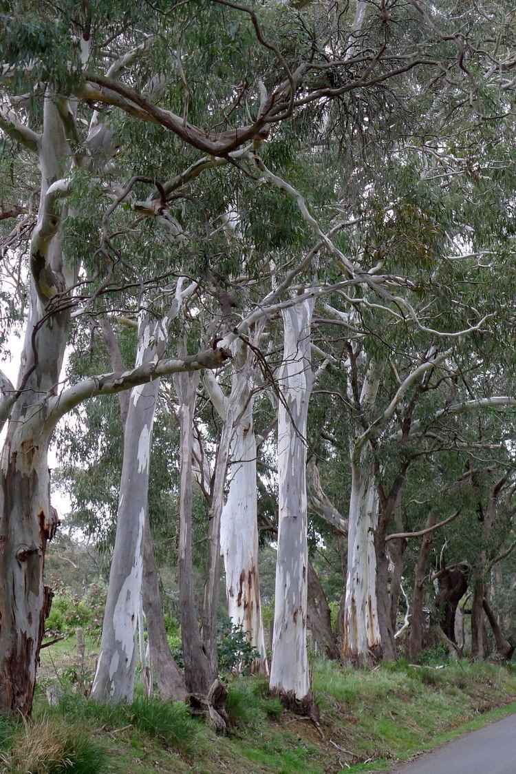 Eucalyptus rubida Eucalypts 3 Macedon Range Flora