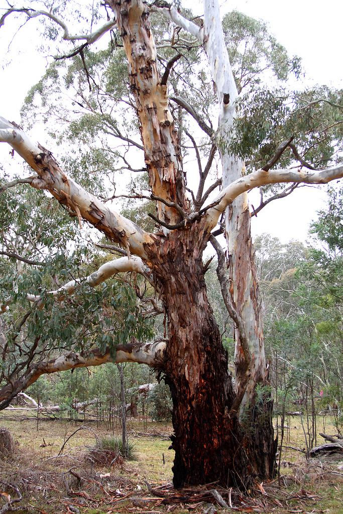 Eucalyptus rubida Candlebark Eucalyptus rubida Aranda Bushland ACT Flickr