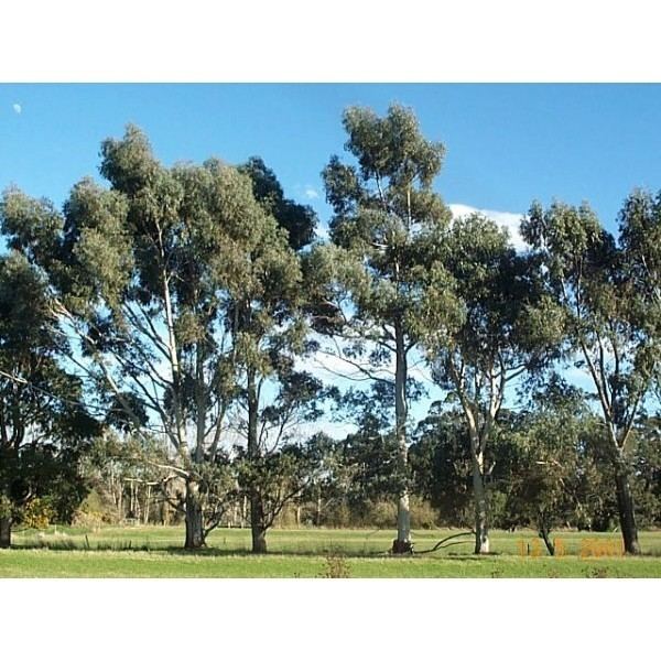 Eucalyptus rubida Eucalyptus rubida Candlebark Beautiful Ornamental Tree with