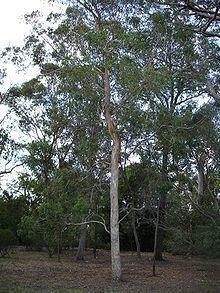 Eucalyptus rudis httpsuploadwikimediaorgwikipediacommonsthu