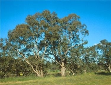 Eucalyptus rudis Factsheet Eucalyptus rudis
