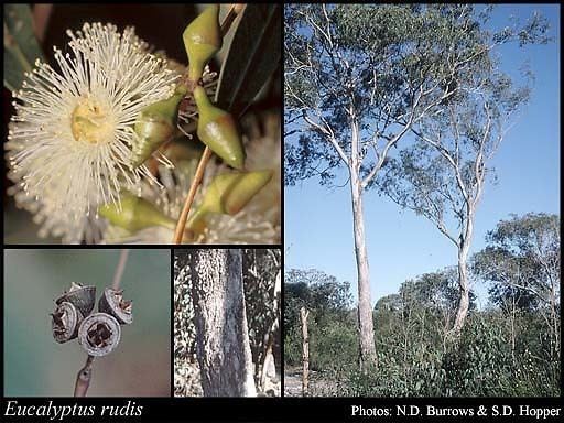 Eucalyptus rudis Eucalyptus rudis Endl FloraBase Flora of Western Australia