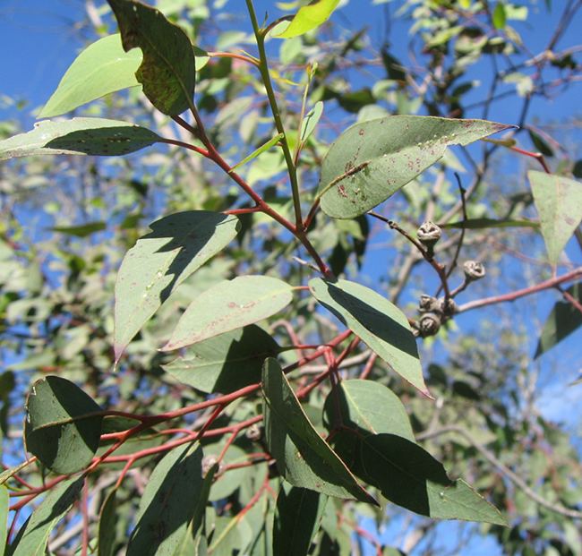 Eucalyptus rudis UFEI SelecTree A Tree Selection Guide