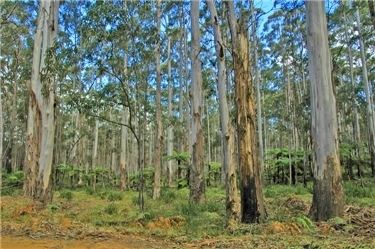 Eucalyptus saligna Factsheet Eucalyptus saligna