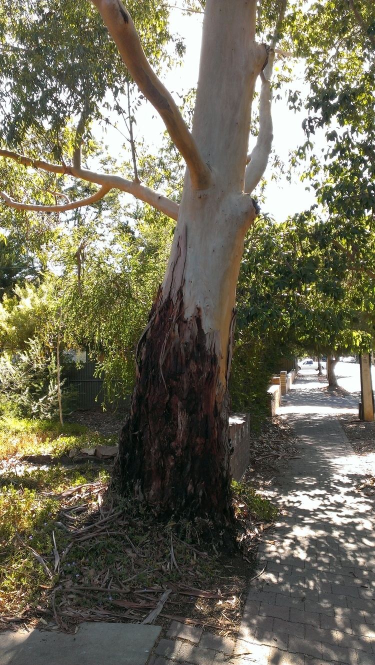 Eucalyptus saligna Eucalyptus Saligna Bark Dyepot Local amp Bespoke
