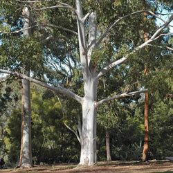Eucalyptus saligna Eucalyptus saligna Growing Native Plants