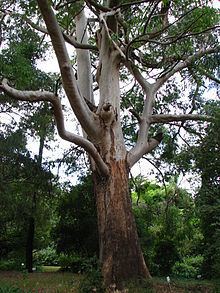 Eucalyptus saligna httpsuploadwikimediaorgwikipediacommonsthu
