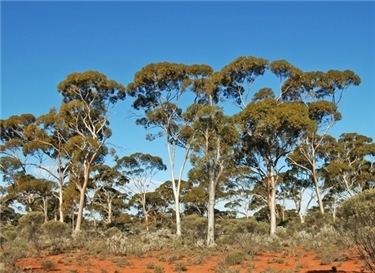 Eucalyptus salmonophloia - Alchetron, the free social encyclopedia