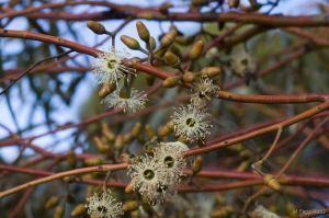 Eucalyptus salubris Eucalyptus salubris Eucalyptus