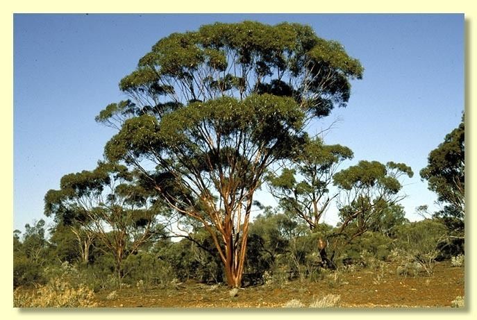 Eucalyptus salubris wwwcpbrgovaucpbrcdkeysEuclidsampleimages
