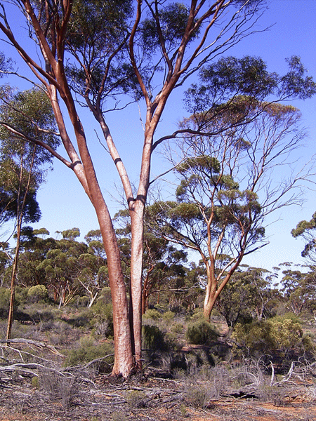 Eucalyptus salubris Gimlet Forest Products Commission