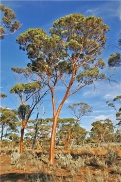 Eucalyptus salubris Factsheet Eucalyptus salubris