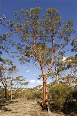 Eucalyptus salubris Factsheet Eucalyptus salubris